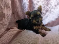 Lola, a female Yorkshire Terrier for sale in Elkton, KY – 1 of 2