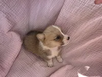 Ana, a female Pembroke Welsh Corgi for sale in Elkton, KY – 2 of 2