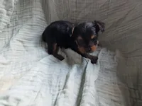 Buddy, a male Yorkshire Terrier for sale in Elkton, KY – 2 of 2