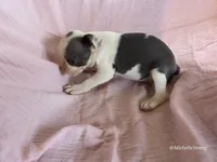 Sunflower, a female Boston Terrier for sale in Elkton, KY – 2 of 2