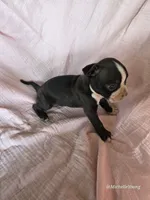 Stacy, a female Boston Terrier for sale in Elkton, KY – 2 of 2