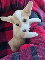 Faith, a female Pembroke Welsh Corgi for sale in Elkton, KY – 2 of 3