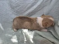 River, a male Pembroke Welsh Corgi for sale in Elkton, KY – 2 of 2