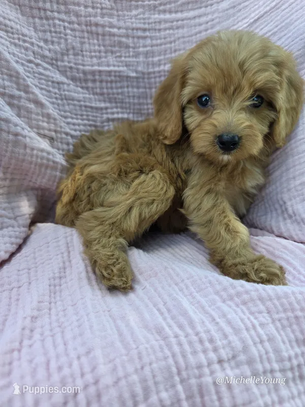 Riley – Cavapoo puppy for sale in Elkton, KY