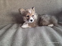 Scout, a male Pembroke Welsh Corgi for sale in Elkton, KY – Photo 2 of 3