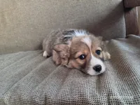 Scout, a male Pembroke Welsh Corgi for sale in Elkton, KY – Photo 3 of 3