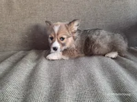 Scout, a male Pembroke Welsh Corgi for sale in Elkton, KY – Photo 1 of 3