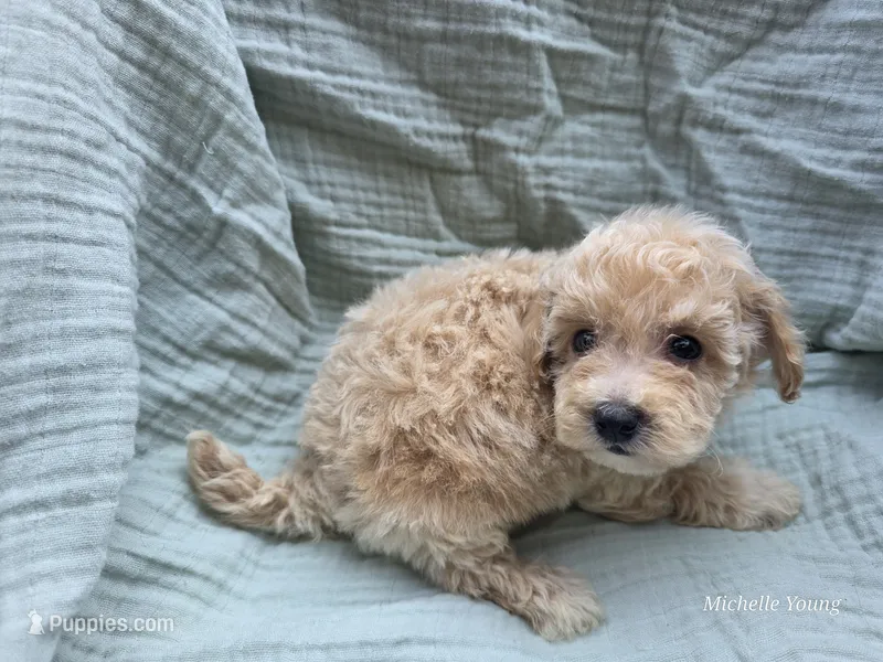 Mickey – Bichpoo, Poochon puppy for sale in Elkton, KY
