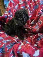 Boah, a male Bordoodle for sale in Elkton, KY – Photo 3 of 3