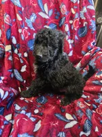 Boah, a male Bordoodle for sale in Elkton, KY – Photo 2 of 3