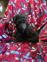 Boah, a male Bordoodle for sale in Elkton, KY – Photo 1 of 3