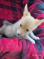 Stormy, a female Pembroke Welsh Corgi for sale in Elkton, KY – 2 of 3