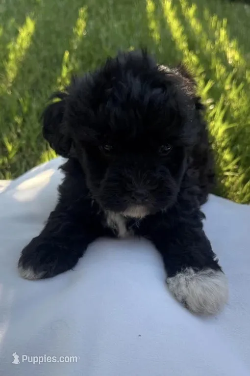 Leyla  – Poodle - Toy  puppy for sale in Atwater, CA