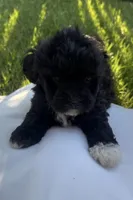Leyla , a female Poodle - Toy  for sale in Atwater, CA – 1 of 3