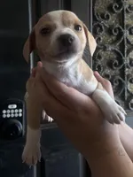 Dot, a male Rat Terrier and Chihuahua for sale in Atwater, CA – 3 of 3
