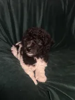 big girl, a female Labradoodle and Poodle - Standard  for sale in Merced, CA – 2 of 5