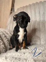 Jaxx , a male Chihuahua and Miniature Pinscher for sale in San Jose, CA – 4 of 4