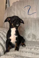 Jaxx , a male Chihuahua and Miniature Pinscher for sale in San Jose, CA – 2 of 4