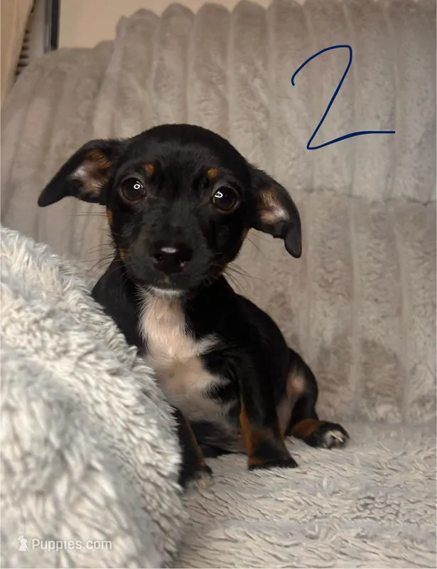 Jaxx  – Chihuahua, Miniature Pinscher puppy for sale in Winton, CA