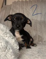 Jaxx , a male Chihuahua and Miniature Pinscher for sale in San Jose, CA – 1 of 4
