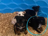 Jaxx , a male Chihuahua and Miniature Pinscher for sale in Winton, CA – Photo 5 of 8