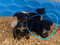 Jaxx , a male Chihuahua and Miniature Pinscher for sale in Winton, CA – Photo 6 of 8