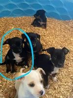 Jaxx , a male Chihuahua and Miniature Pinscher for sale in Winton, CA – Photo 4 of 8