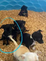 Jaxx , a male Chihuahua and Miniature Pinscher for sale in Winton, CA – Photo 7 of 8