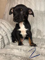 Jaxx , a male Chihuahua and Miniature Pinscher for sale in San Jose, CA – 3 of 4