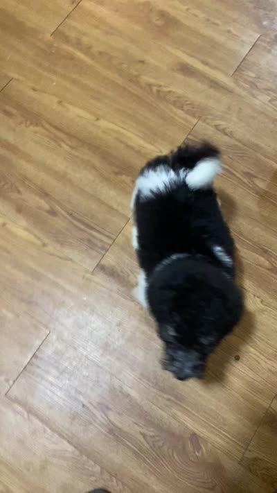 Nikki (VIDEOS), a female Labradoodle and Miniature Labradoodle for sale in Merced, CA – 6 of 6