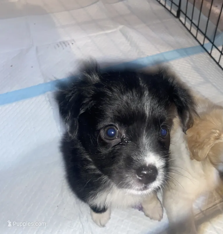 Oreo  – Chihuahua, Pomeranian puppy for sale in Atwater, CA
