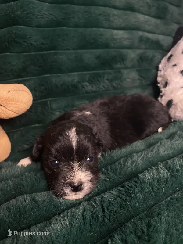 Oreo – Chihuahua, Pomeranian puppy for sale in Merced, CA