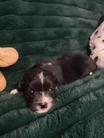 Oreo, a male Chihuahua and Pomeranian for sale in Merced, CA – 1 of 8