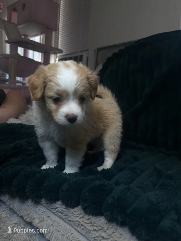 Spot – Chihuahua, Pomeranian puppy for sale in Atwater, CA