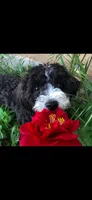 Baby , a female Maltipoo for sale in Atwater, CA – 7 of 7