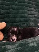 Oreo, a male Chihuahua and Pomeranian for sale in Merced, CA – 4 of 8