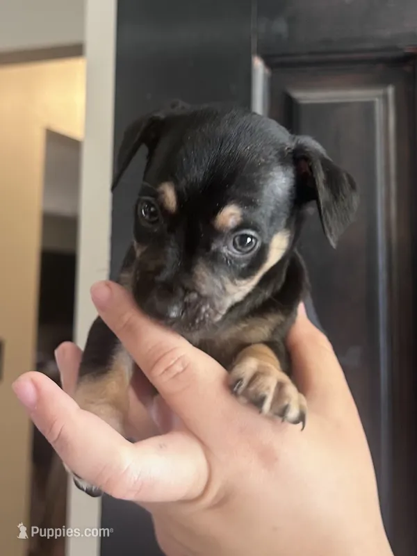 Happy – Rat Terrier, Chihuahua puppy for sale in Atwater, CA
