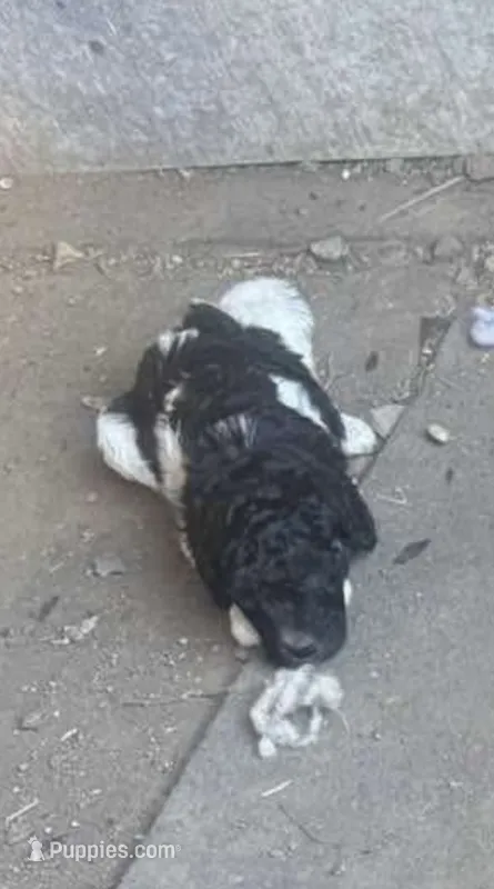 Baby – Labradoodle puppy for sale in Merced, CA