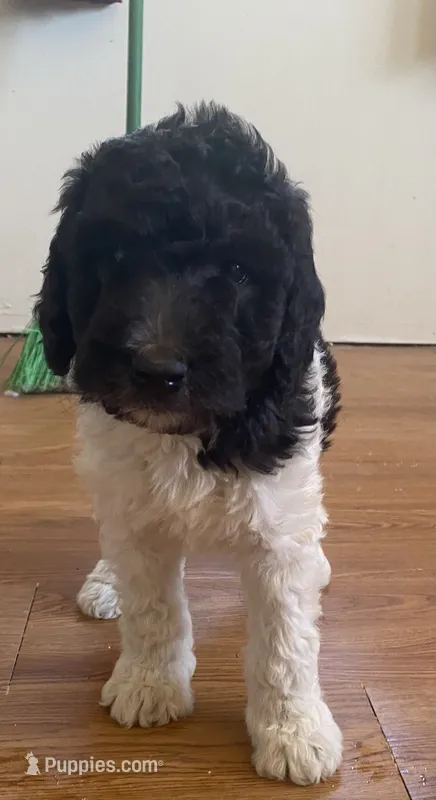 boy 2, a male Labrador Retriever and Poodle - Standard  for sale in Merced, CA – 1 of 3