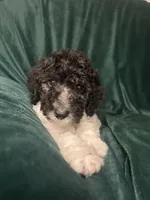 Niko, a male Labradoodle and Poodle - Standard  for sale in Merced, CA – 2 of 5