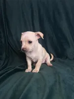 Canelita, a female Chihuahua for sale in Merced, CA – 3 of 4