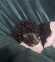Niko, a male Labradoodle and Poodle - Standard  for sale in Merced, CA – 4 of 5