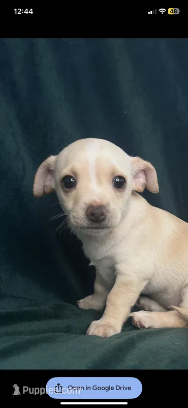 Canelita – Chihuahua puppy for sale in Merced, CA