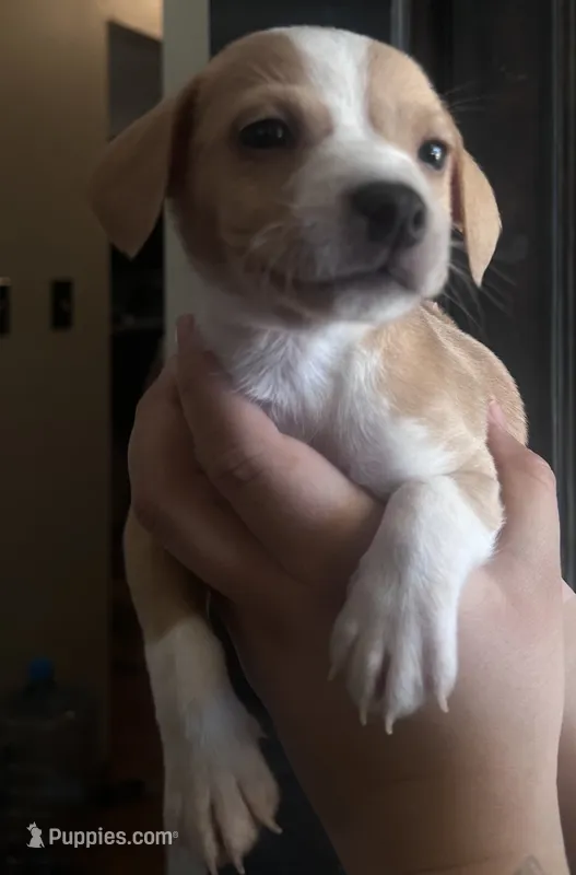 Dot – Rat Terrier, Chihuahua puppy for sale in Atwater, CA