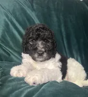 big boy, a male Labradoodle and Poodle - Standard  for sale in Merced, CA – 4 of 5