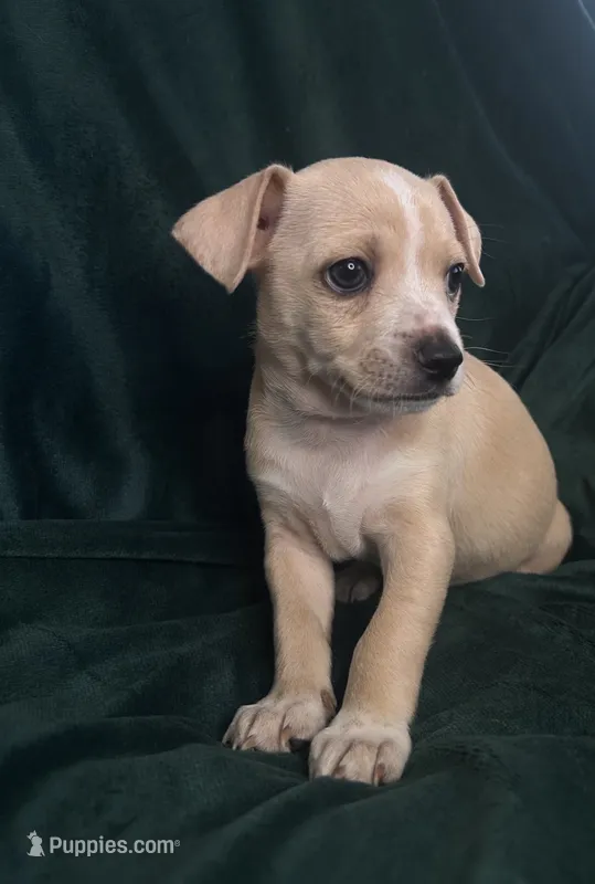 Rayita – Chihuahua puppy for sale in Merced, CA