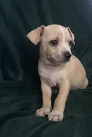 Rayita, a male Chihuahua for sale in Merced, CA – 1 of 3