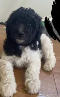 girl 1, a female Labrador Retriever and Poodle - Standard  for sale in Merced, CA – 2 of 3