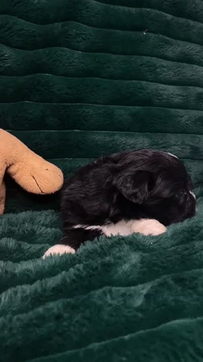 Oreo, a male Chihuahua and Pomeranian for sale in Merced, CA – 8 of 8