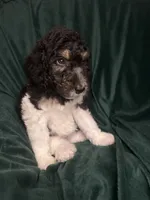 Cejas, a female Labradoodle and Poodle - Standard  for sale in Merced, CA – 2 of 5